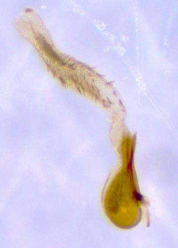 Eusphalerum umbellatarum celticum